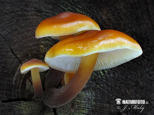 agarico vellutato