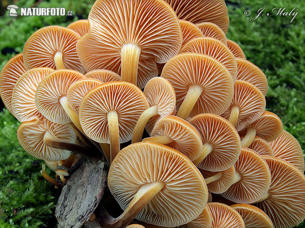 agarico vellutato