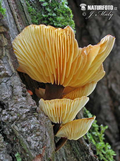 agarico vellutato