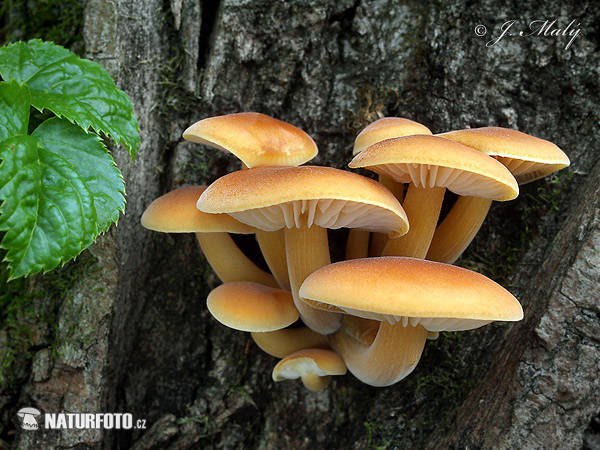 agarico vellutato