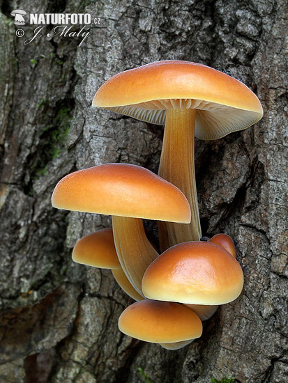 agarico vellutato