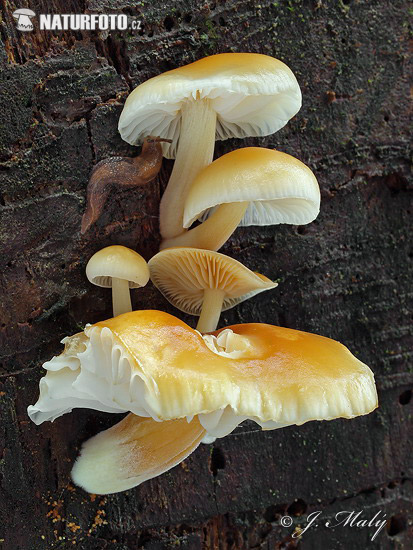 agarico vellutato