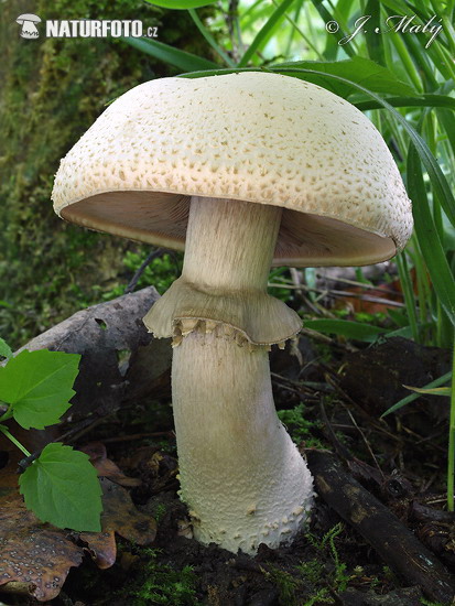 Agaricus benesii Mushroom (Agaricus benesii)