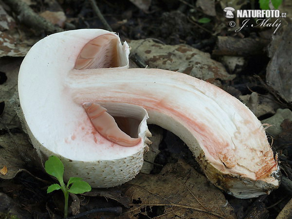 Agaricus benesii Mushroom (Agaricus benesii)