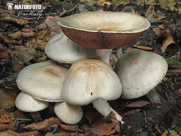 Agaricus xanthodermus var. griseus