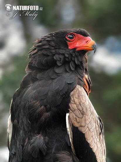 Àguila saltimbanqui