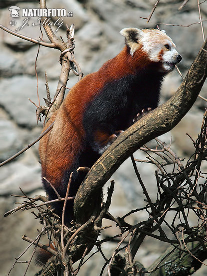 Ailurus fulgens