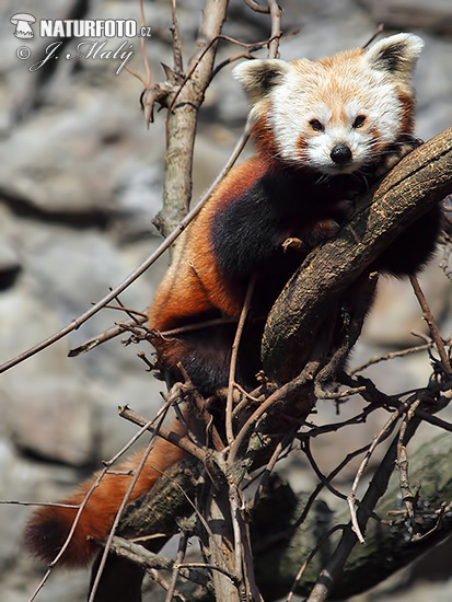 Ailurus fulgens