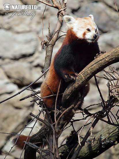 Ailurus fulgens