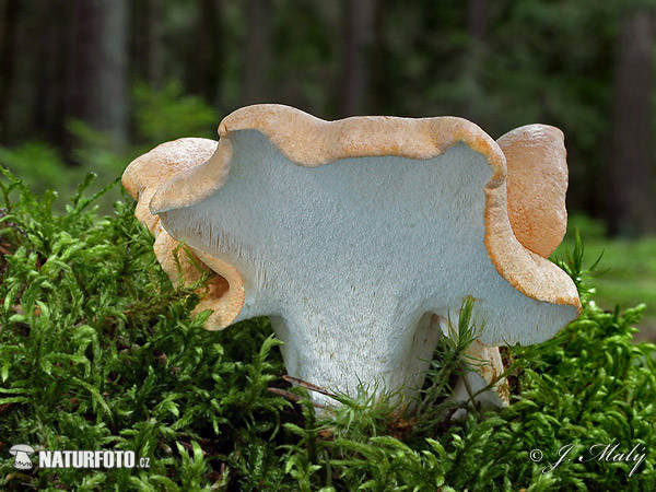 Albatrellus confluens Mushroom (Albatrellus confluens)