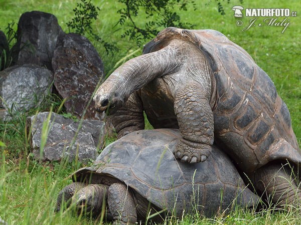 Aldabrasköldpadda