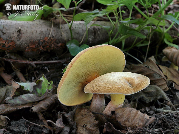 Alder Bolete Mushroom (Gyrodon lividus)
