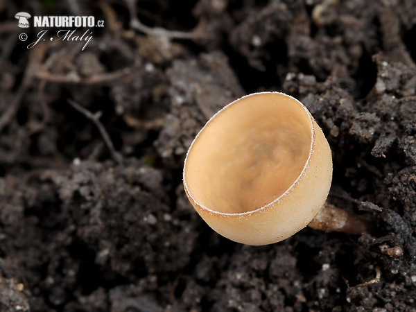 Alder Goblet Mushroom (Ciboria amentacea)