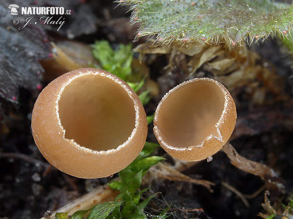 Alder Goblet Mushroom (Ciboria amentacea)