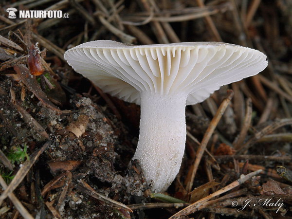 Almond Woodwax Mushroom (Hygrophorus agathosmus)