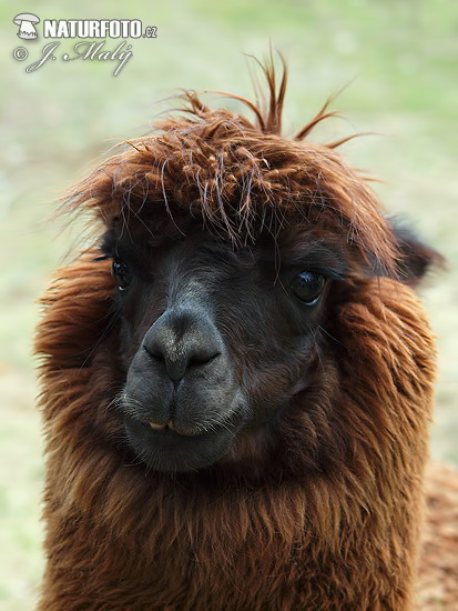 Alpaca zoogdier