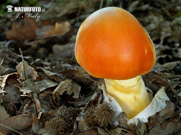 Amanita caesarea