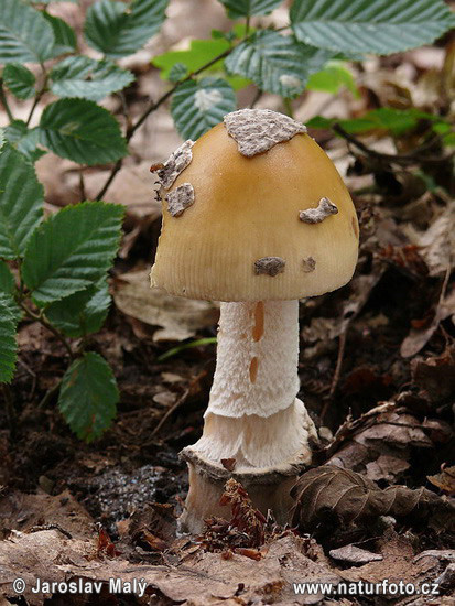 Amanita ceciliae