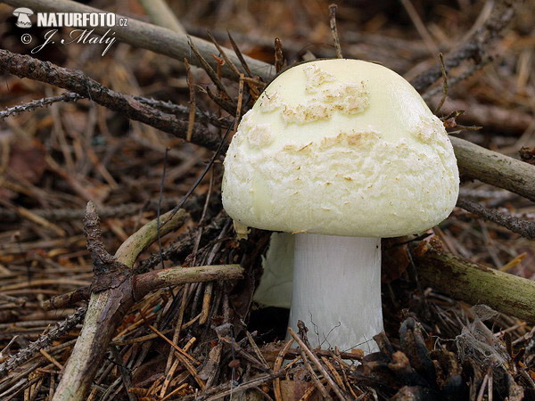 Amanita citrina