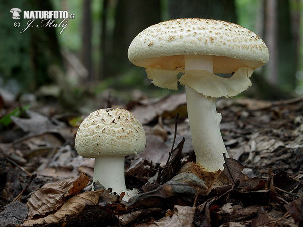 Amanita citrina