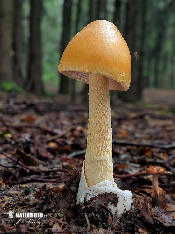 Amanita crocea