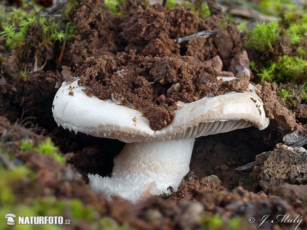 Amanita curtipes Mushroom (Amanita curtipes)