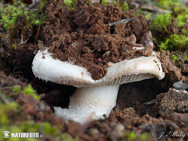 amanita de pie corto