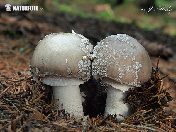 amanita de pie grueso