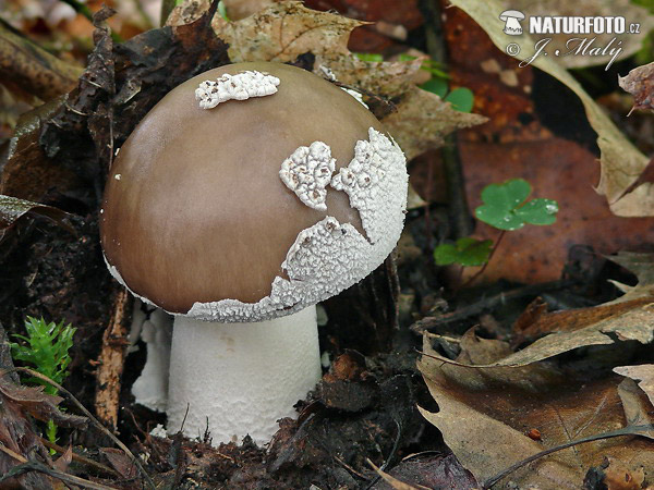 amanita de pie grueso