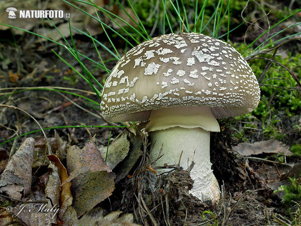 amanita de pie grueso