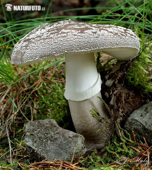 amanita de pie grueso