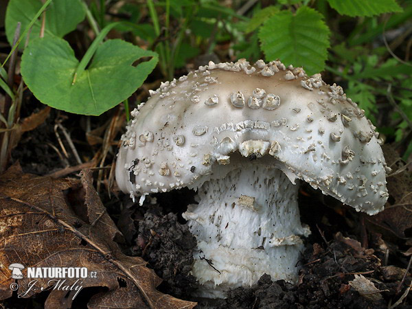 amanita de sombrero erizado