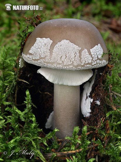 Amanita excelsa