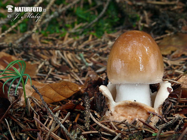 Amanita fulva