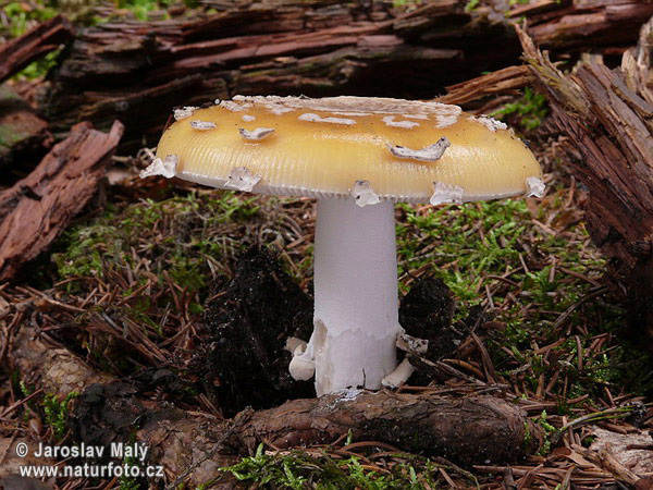 Amanita gemmata