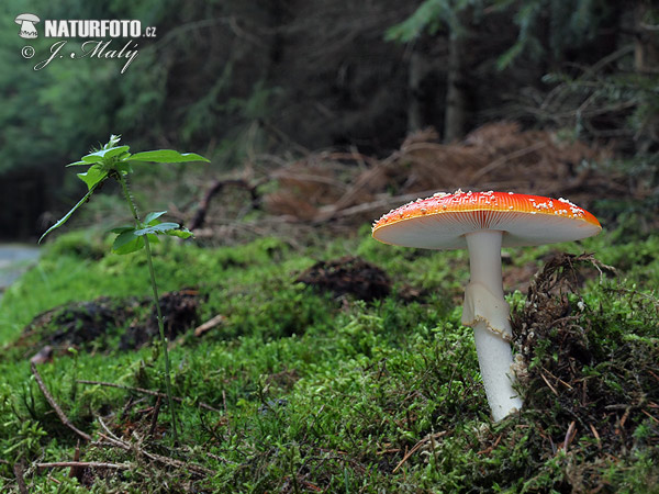 Amanita muscaria