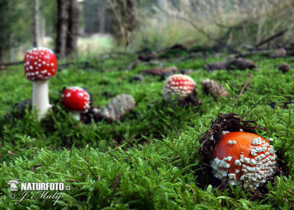 Amanita muscaria