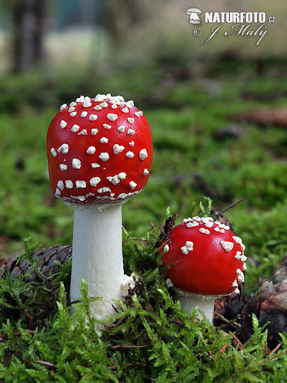 Amanita muscaria