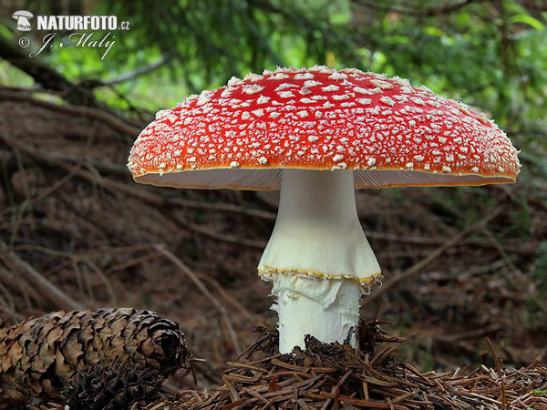 Amanita muscaria