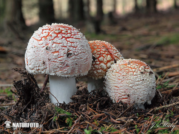 Amanita muscaria