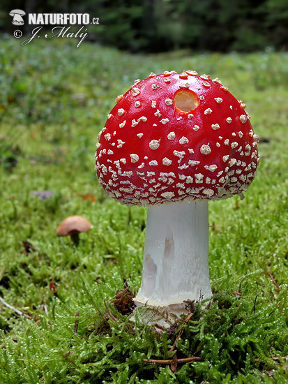 Amanita muscaria