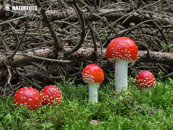 Amanita muscaria