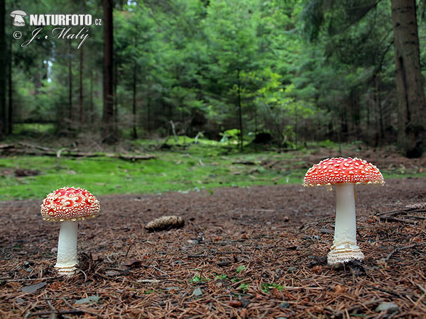 Amanita muscaria