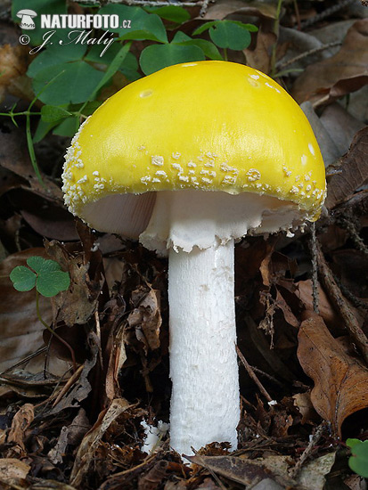 Amanita muscaria var. guessowii