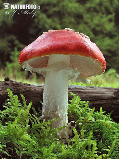 Amanita muscaria