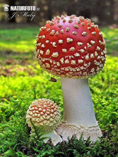 Amanita muscaria