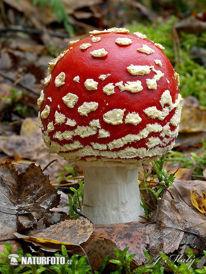 Amanita muscaria