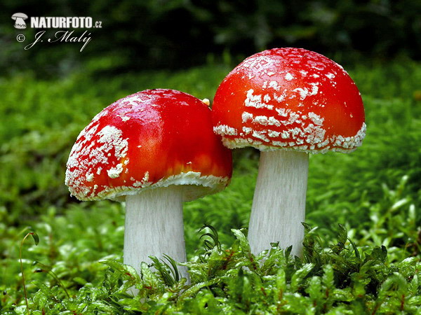 Amanita muscaria