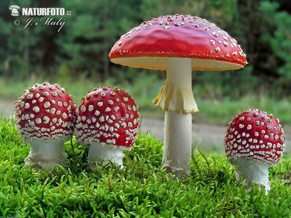 Amanita muscaria