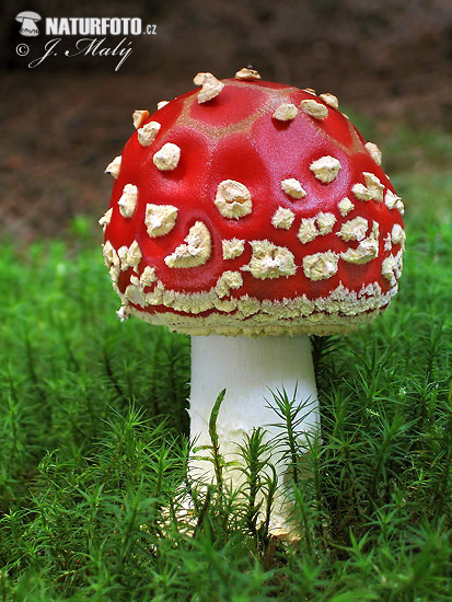 Amanita muscaria